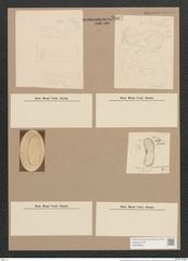 Auricula amphitrites Castr. (de-Toni-Nr.: Genus 31, Species 1374) Zeichnungen Sammlung Grunow Nr. 2607 (NHMW-BOT-W0369833)